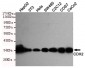 CDX2 Antibody