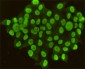 CDX2 Antibody