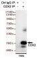 CDX2 Antibody