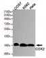 CDX2 Antibody
