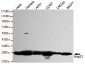 Hsp27 Antibody