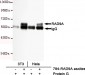 RAD9A Antibody