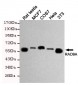 RAD9A Antibody