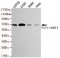 Anti-NRF1 Monoclonal Antibody