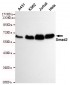 Smad2 Antibody