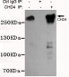 CHD4 Antibody