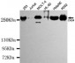 CHD4 Antibody