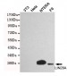 LIN28A Antibody