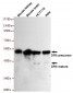 DR5 Antibody