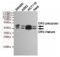 DR5 Antibody