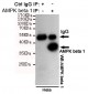 AMPK beta 1 Antibody