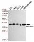 AMPK beta 1 Antibody