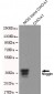 Noggin Antibody