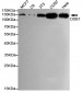 DDB1 Antibody