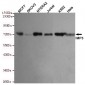 IMP3 Antibody