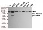PI3 Kinase p85 beta Antibody