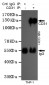 CD31 Antibody