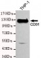 CD31 Antibody