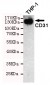 CD31 Antibody