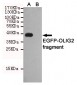 OLIG2 Antibody