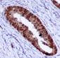 PCNA Antibody