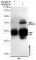 RPA70 Antibody