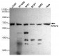 RPA70 Antibody