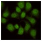 WDR77 Antibody