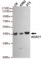 WDR77 Antibody