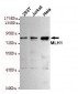 MLH1 Antibody