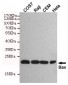 Bax Antibody