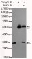 RPA32/RPA2 Antibody