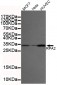 RPA32/RPA2 Antibody