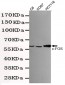 c-Fos Antibody