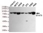 STAT3 Antibody