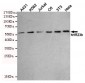 hHR23b Antibody