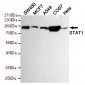 STAT1 Antibody