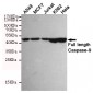 Caspase-9 Antibody