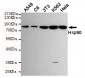 Hsp90 Antibody