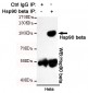 Hsp90 beta Antibody