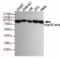 Hsp90 beta Antibody