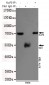 Ku70 Antibody