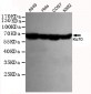 Ku70 Antibody