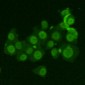 Ku70 Antibody