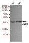 JNK1 Antibody