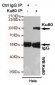 Ku80 Antibody