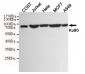 Ku80 Antibody