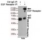 EGF Receptor Antibody