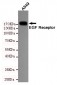 EGF Receptor Antibody