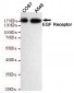 EGF Receptor Antibody